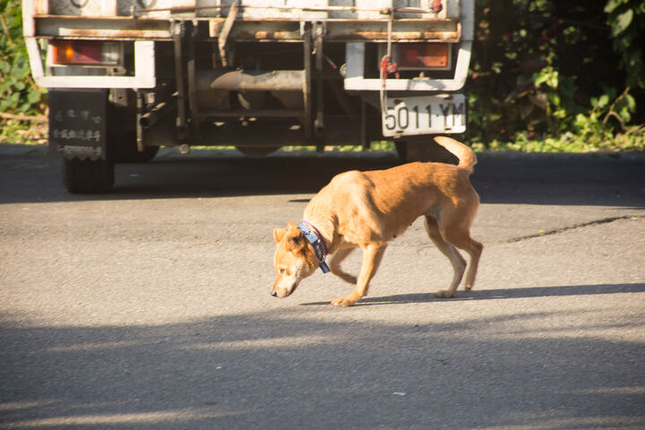實習主人 — ADOPTION CAMPAIGN production image 9