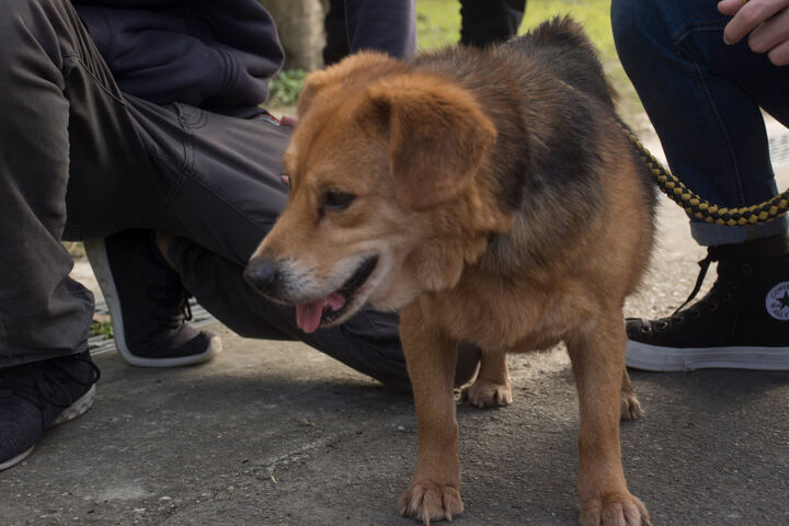 實習主人 — ADOPTION CAMPAIGN production image 26