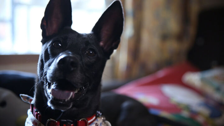 WAITING — NEW TAIPEI CITY ANIMAL PROTECTION FILM production image 4