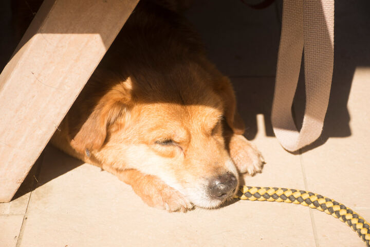 實習主人 — ADOPTION CAMPAIGN production image 32